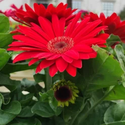 Gerbera rouge - Un rouge éclatant tout l'été