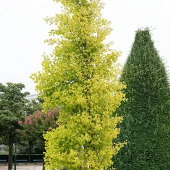 Ginkgo biloba Blagon - Arbre aux 40 écus - L'or au jardin en automne