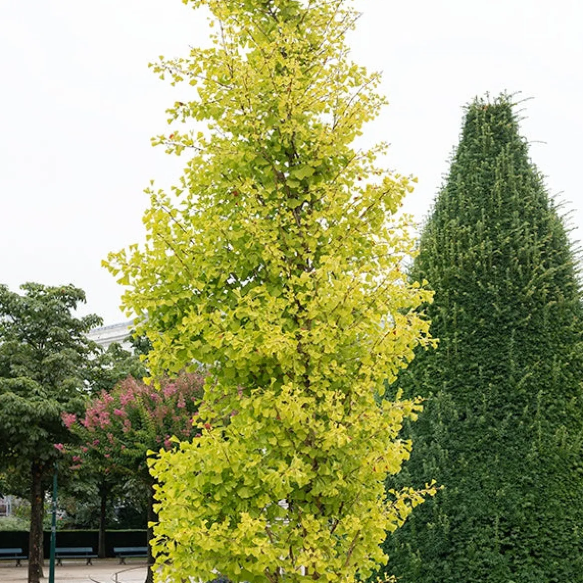 Ginkgo biloba Blagon - Arbre aux 40 écus - L'or au jardin en automne