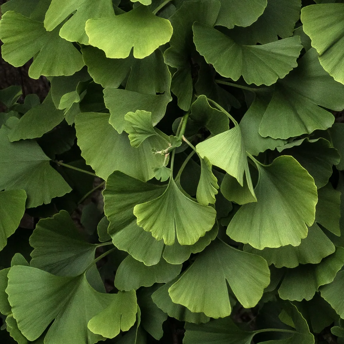 Ginkgo biloba Blagon - Arbre aux 40 écus - L'or au jardin en automne