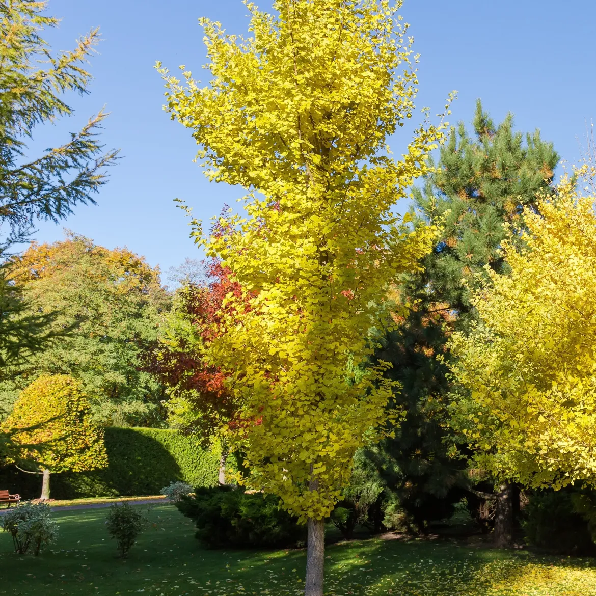 Ginkgo biloba Blagon - Arbre aux 40 écus - L'or au jardin en automne