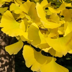 Ginkgo biloba Blagon - Arbre aux 40 écus - L'or au jardin en automne