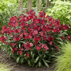 Giroflée Colour Vibe Red® - Du rouge vif tout le printemps