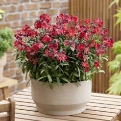 Giroflée Colour Vibe Red® - Du rouge vif tout le printemps