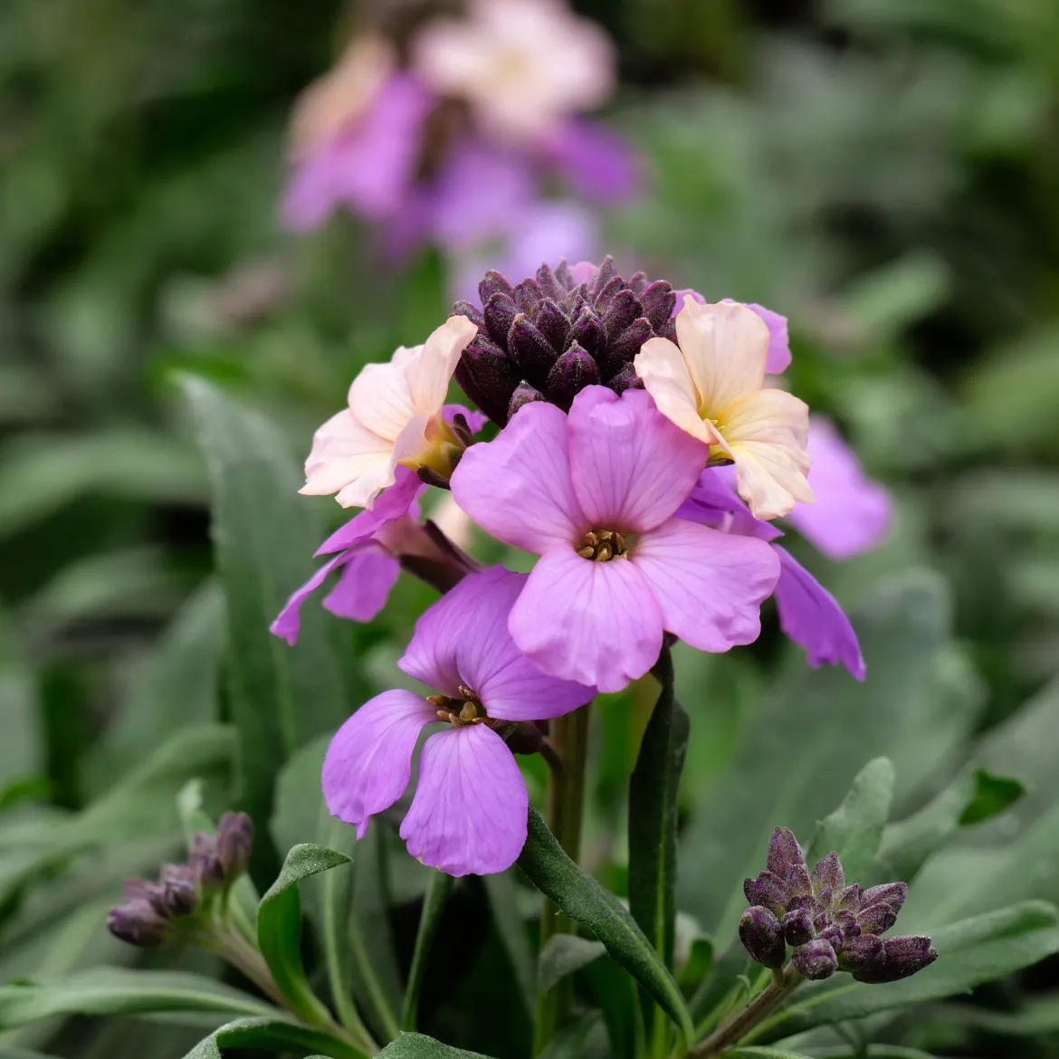 Giroflée Poem Lavender - Parfum et couleur non-stop