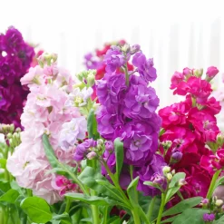 Giroflées Quarantaine en mélange - Un bouquet parfumé au jardin