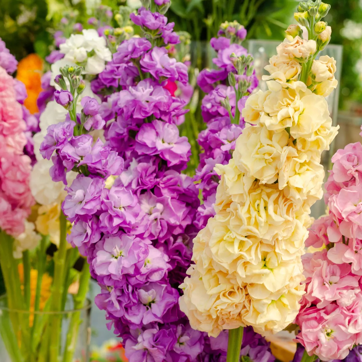 Giroflées Quarantaine en mélange - Un bouquet parfumé au jardin