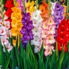 Glaïeul à grandes fleurs - Mélange - Des bouquets tout l'été