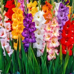 Glaïeul à grandes fleurs - Mélange - Des bouquets tout l'été
