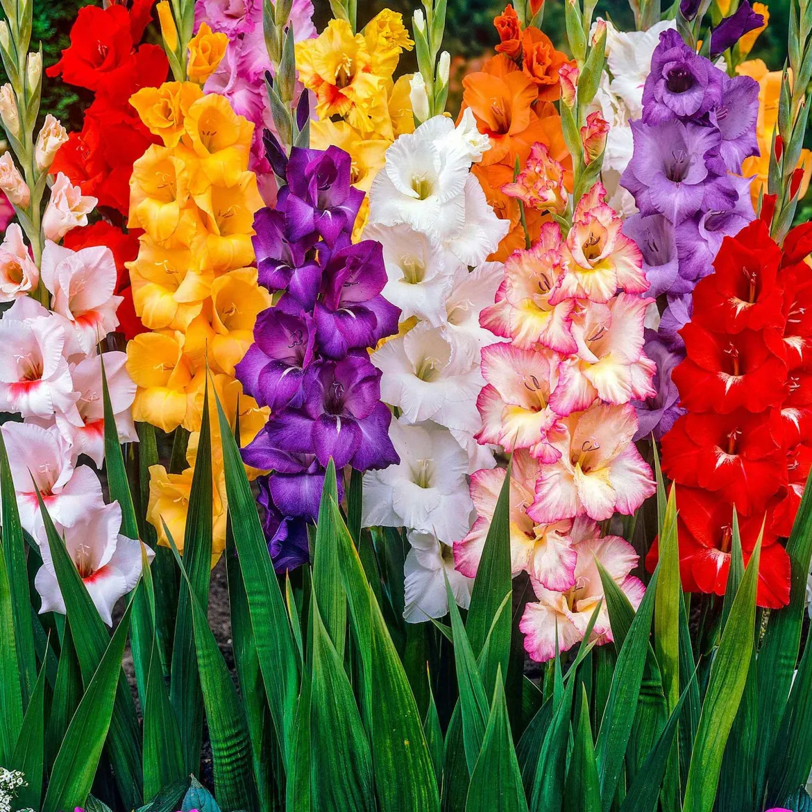 Glaïeul à grandes fleurs - Mélange - Des bouquets tout l'été