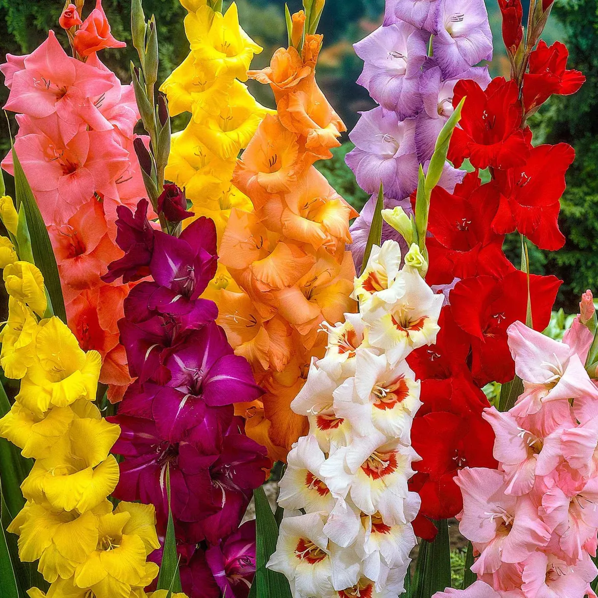 Glaïeul à grandes fleurs - Mélange - Des bouquets tout l'été