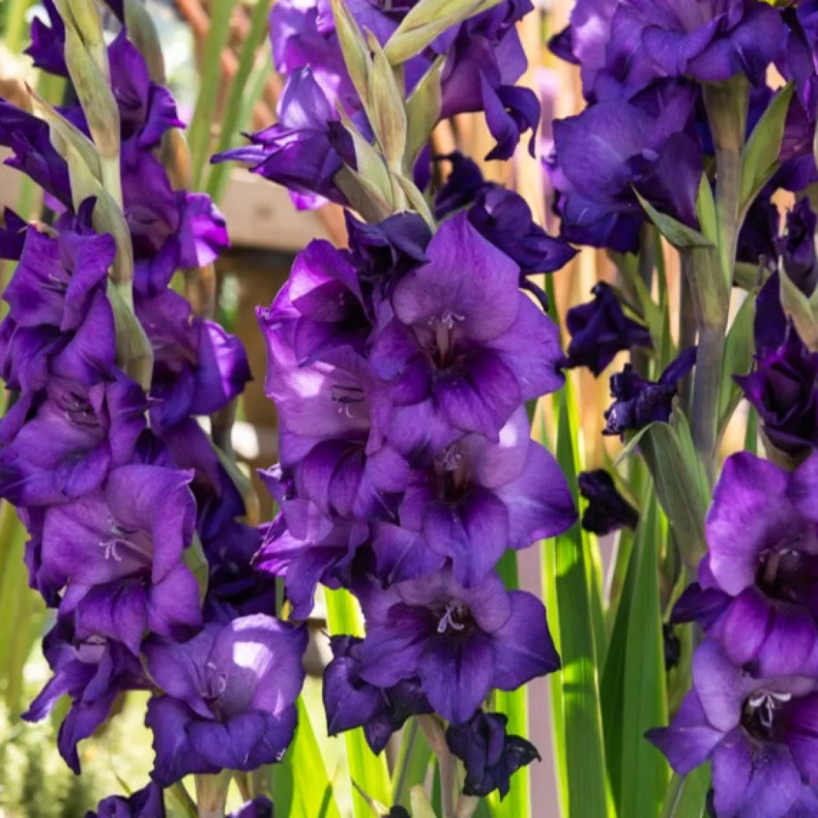 Glaïeul Purple Flora - Un violet qui fait sensation