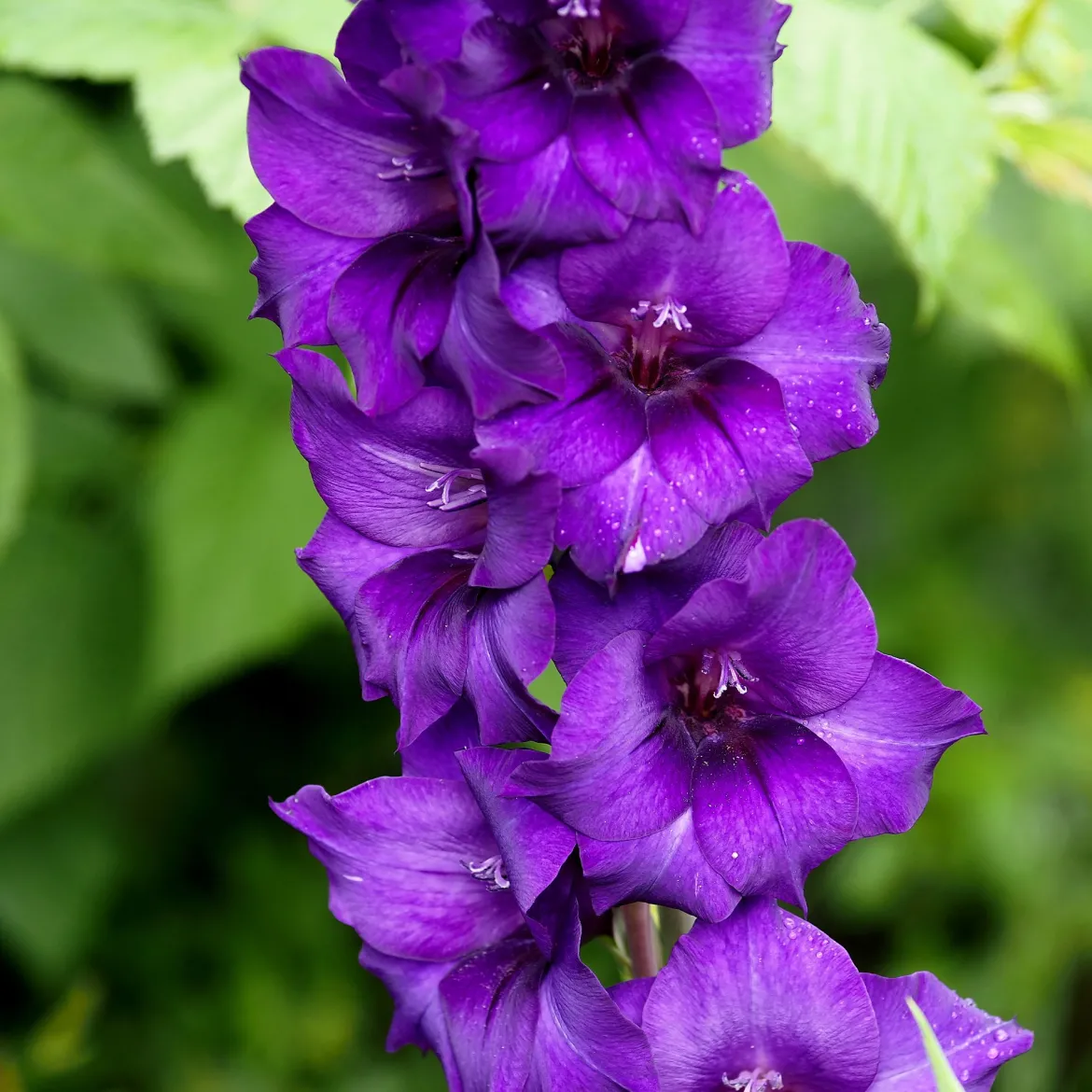 Glaïeul Purple Flora - Un violet qui fait sensation