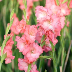 15 Glaïeuls Adrenaline - Un rose pétant en été