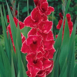 25 Glaïeuls Aftershock - Des bouquets rouges éclatants