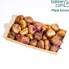 30 Glaïeuls assortis en mélange - Des bouquets tout l'été