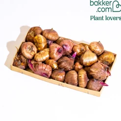 30 Glaïeuls assortis en mélange - Des bouquets tout l'été