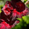 10 Glaïeuls Black Surprise - Le rouge le plus intense