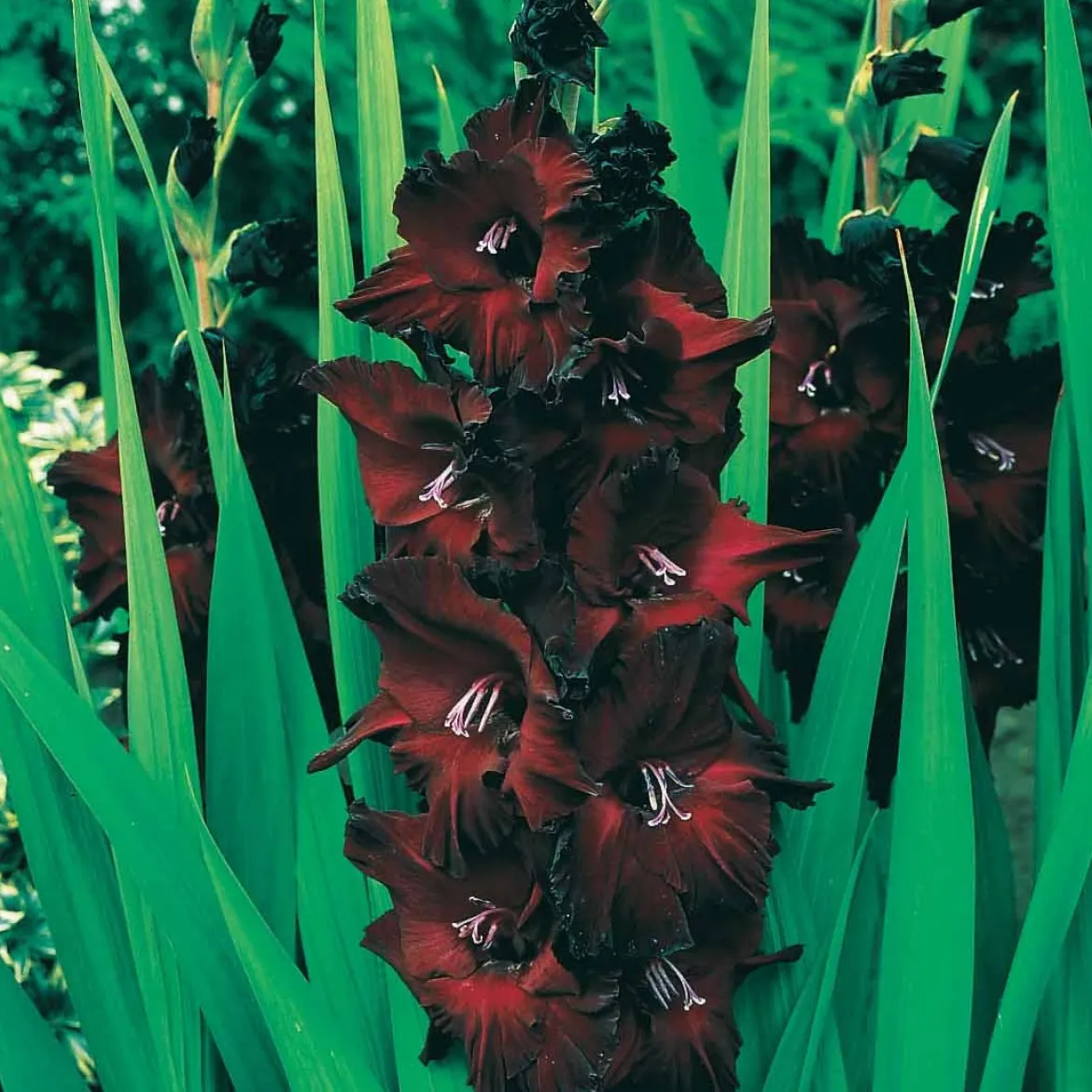 10 Glaïeuls Black Surprise - Le rouge le plus intense