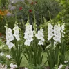 25 Glaïeuls Blondy - Grands épis blancs tout l'été
