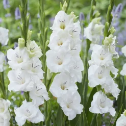 25 Glaïeuls Blondy - Grands épis blancs tout l'été