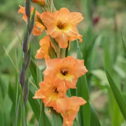 15 Glaïeuls Cornelli - L'orange qui illumine l'été