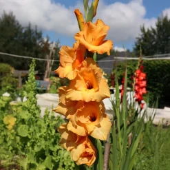 15 Glaïeuls Cornelli - L'orange qui illumine l'été