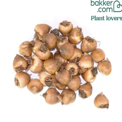 30 Glaïeuls dAbyssinie - Fleurs blanches et parfumées