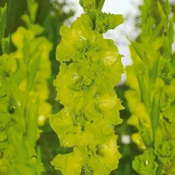 25 Glaïeuls Dingadong - Des bouquets jaunes tout l'été
