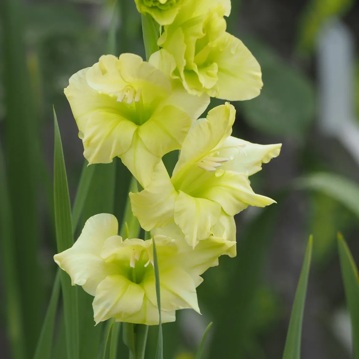 25 Glaïeuls Dingadong - Des bouquets jaunes tout l'été