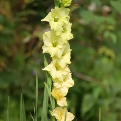 25 Glaïeuls Dingadong - Des bouquets jaunes tout l'été
