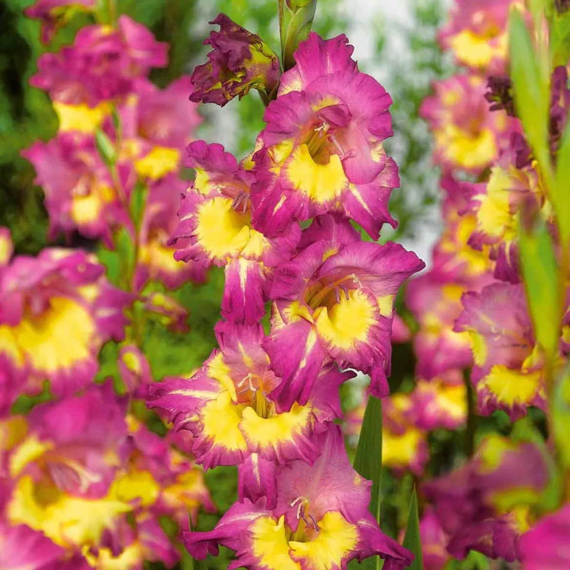 25 Glaïeuls Farwest - Un mur de fuchsia en été