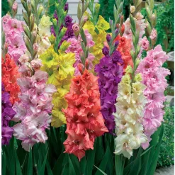 25 Glaïeuls frisés en mélange - Des bouquets XXL tout l'été