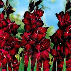 25 Glaïeuls à grandes fleurs Black Jack - Le glaïeul presque noir
