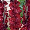 25 Glaïeuls Merlot Ice - Des bouquets rouges tout l'été