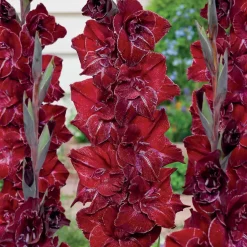 25 Glaïeuls Merlot Ice - Des bouquets rouges tout l'été