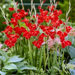 15 Glaïeuls nains Atom - Le rouge éclatant du jardin