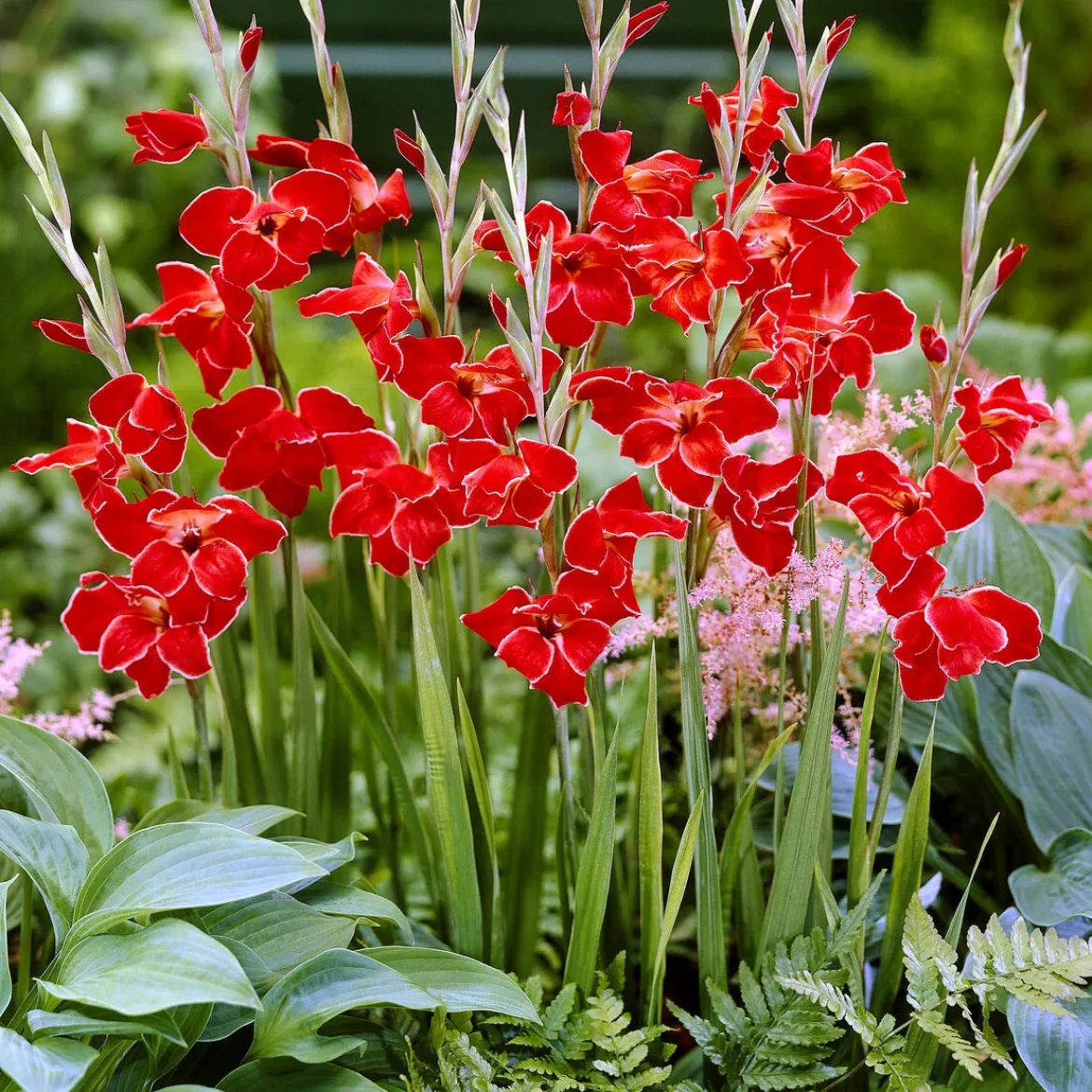 15 Glaïeuls nains Atom - Le rouge éclatant du jardin