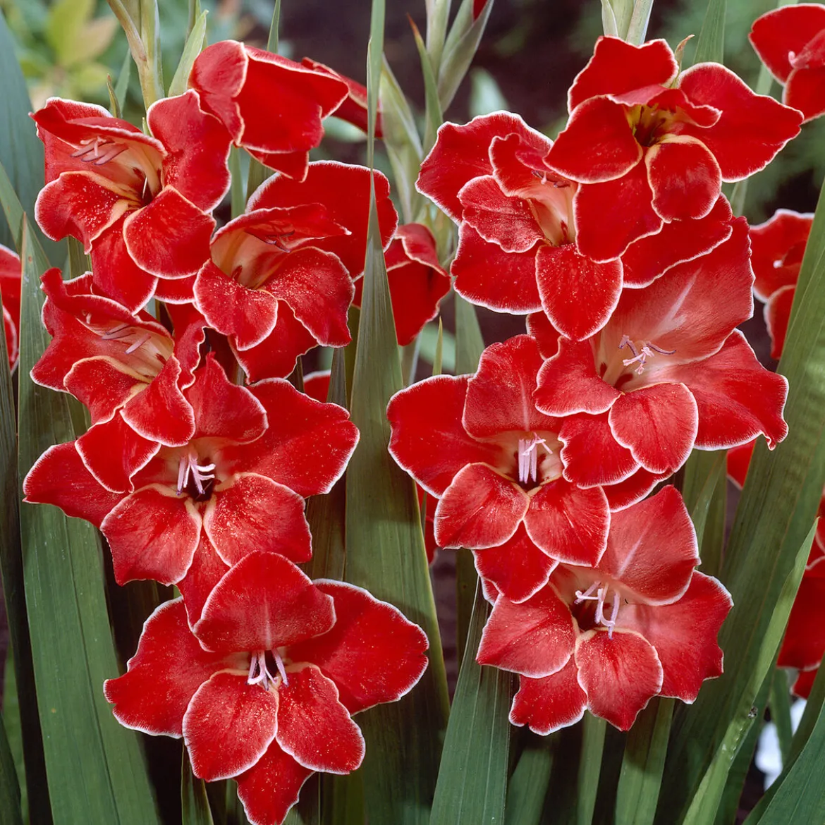 15 Glaïeuls nains Atom - Le rouge éclatant du jardin