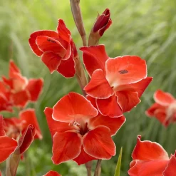 15 Glaïeuls nains Atom - Le rouge éclatant du jardin
