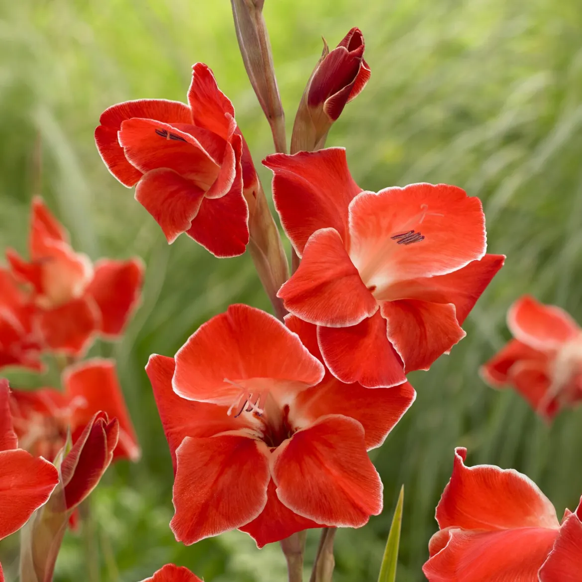 15 Glaïeuls nains Atom - Le rouge éclatant du jardin