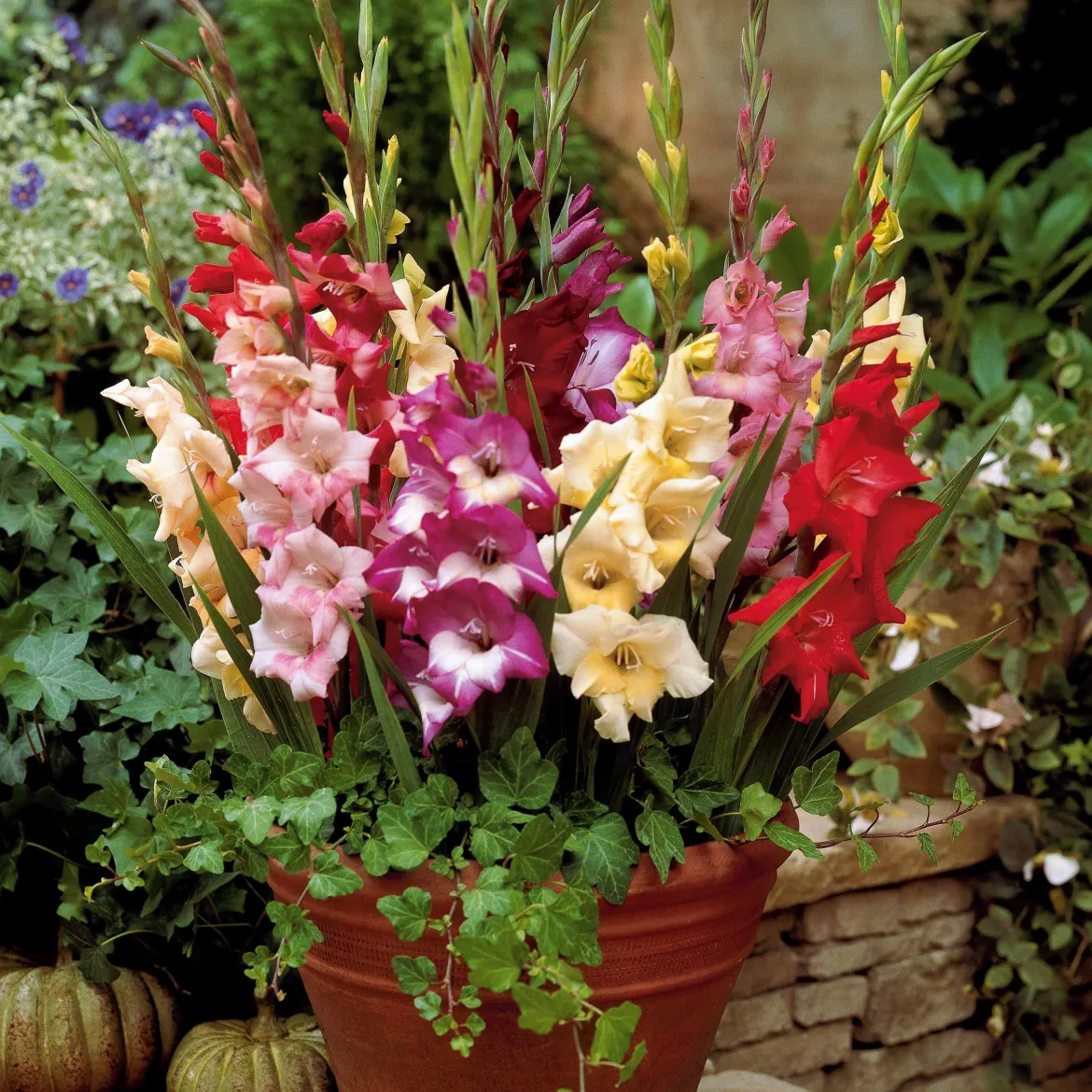 12 Glaïeuls nains en mélange - Des bouquets sans effort