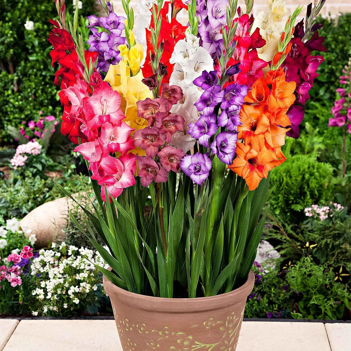 12 Glaïeuls nains en mélange - Des bouquets sans effort