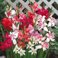 20 Glaïeuls nains en mélange - Des fleurs hautes sans tuteur