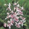 15 Glaïeuls nains Prins Claus - Des fleurs graphiques en été