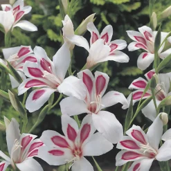 15 Glaïeuls nains Prins Claus - Des fleurs graphiques en été