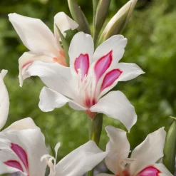 15 Glaïeuls nains Prins Claus - Des fleurs graphiques en été