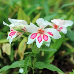15 Glaïeuls nains Prins Claus - Des fleurs graphiques en été