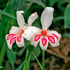 15 Glaïeuls nains Prins Claus - Des fleurs graphiques en été
