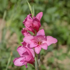 25 Glaïeuls nains roses - Un massif rose en un été